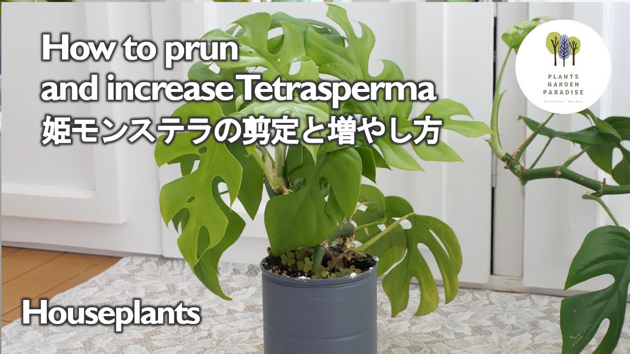 観葉植物 姫モンステラの剪定と増やし方 How To Prun And Increase Tetrasperma Vlog Houseplants Youtube