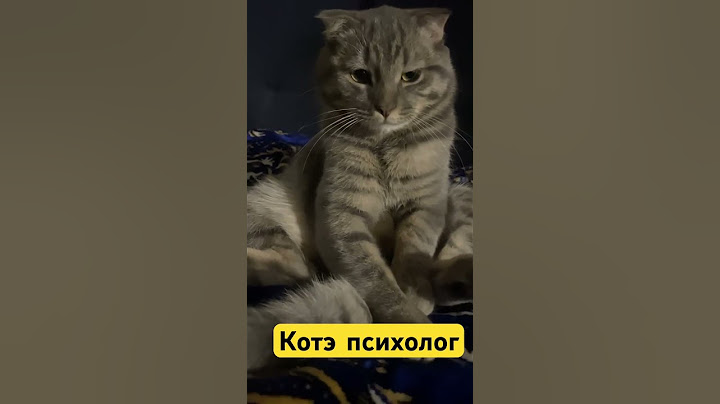 Как поставить на место того, кто обидно шутит🔥#кот #психолог #разбор #shorts