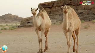 🏜️🌅 ARABIAN DESERT HABITAT – LIFE IN EXTREME CONDITIONS 🌅🏜️