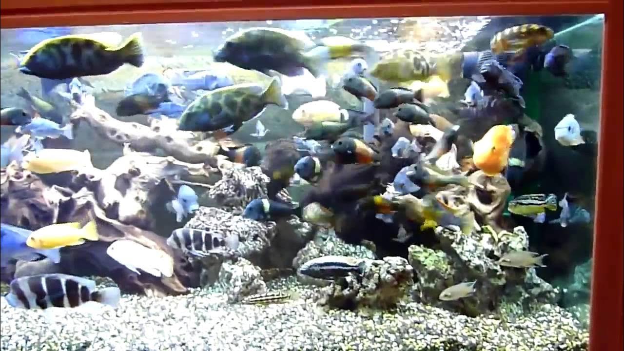 Большой аквариум с цихлидами или все реки впадают в моря - YouTube