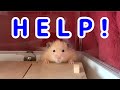 こんちゃん大丈夫？【ハムスター/hamster】