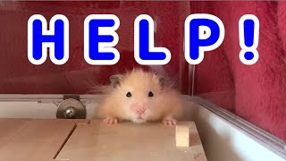 こんちゃん大丈夫？【ハムスター/hamster】