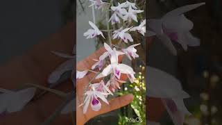 orchids collection/nigipa balgitorang#video