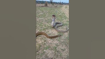 Cobra and Rat Snake Face-Off in the Wild #shorts  #ytshorts #snacks #reels #viralshorts