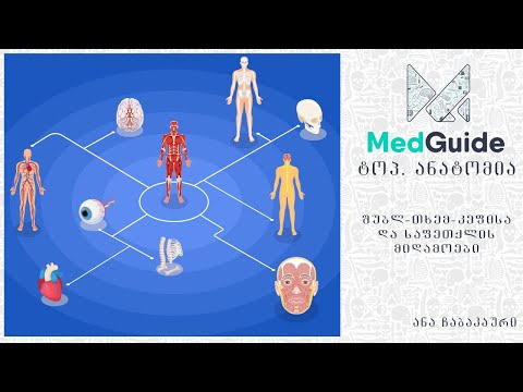Medguide/მედგიდი - ტოპ. ანატომია: შუბლ-თხემ-კეფისა და საფეთქლის მიდამოები