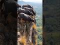 Buffalo 🦬 Fall down jungle 😱😱😱