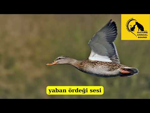 YABAN ÖRDEĞİ SESİ- wild duck sound