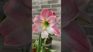 Beautiful Amaryllis Apple Blossom #purejoyskitchen #shorts