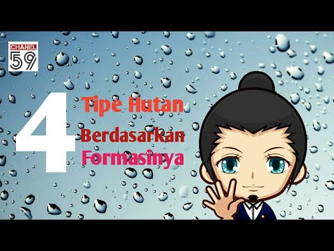 Video: Berapa curah hujan di hutan gugur beriklim sedang?