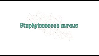 Staphylococcus aureus