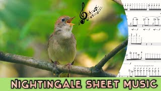 Common Nightingale: Song in Sheet Music