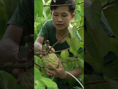 Giant Custard Apple Harvest