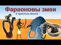 Фараоновы змеи - 2 простых опыта.