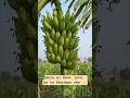 Kela Ni Khet Jovo 🍌 Aa To Khajano Che | Healthy Banana Farm | Village Farming Vlog