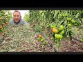 Boom raccolta pomodoro Marinda |  Doppi e Diretti 1×6