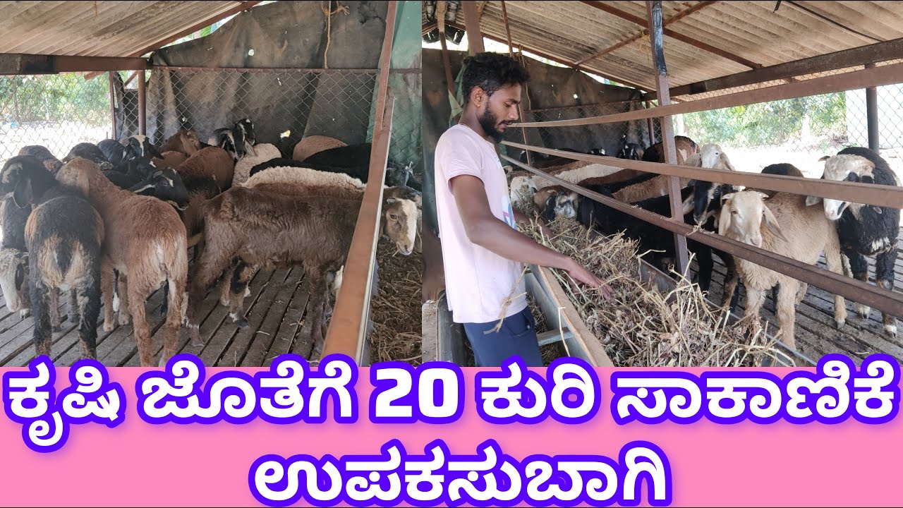 ಕೃಷಿ ಜೊತೆಗೆ 20 ಕುರಿ ಸಾಕಾಣಿಕೆ ಉಪಕಸುಬಾಗಿ Sheep farming