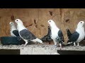 Голуби порода Немецкая Чайка    Doves breed German Gull
