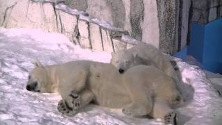 雪面で昼寝するホッキョクグマ親子ララとアイラ~Polar Bears take a nap on snow