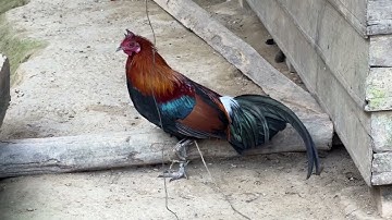 Saib kuv cov qaib qus