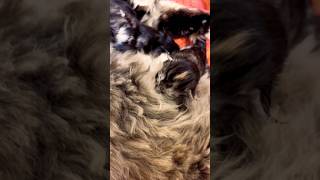 Maine coon kittens nursing #mainecoonkittens #mainecoon #kitten #cutecat #cat #cattery #babyanimal