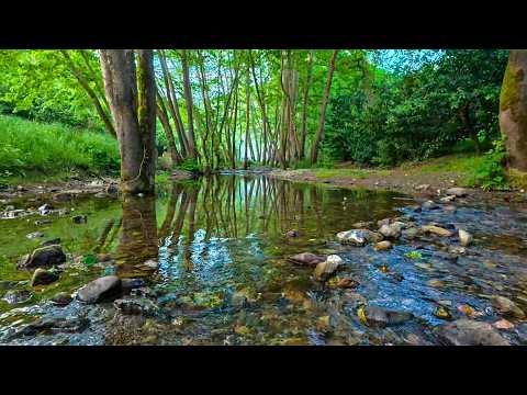 Ormanın Derinliklerinde Dere Sesi ve Kuş Cıvıltıları Meditasyon & Uyku Müziği Zihninizi Dinlendirin