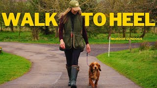 How To Get Your COCKER SPANIEL To HEEL