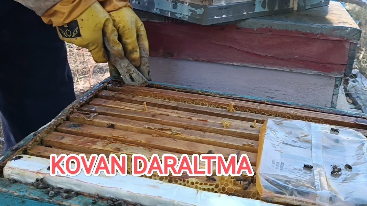 Kovan İçerisindeki Boş Çıtaları Çıkararak Daraltma. Kovanları Kapamadan Önceki Son Kontroller.