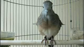 piyik perkutut Bangkok umur 4 bulan semangat belajar bunyi