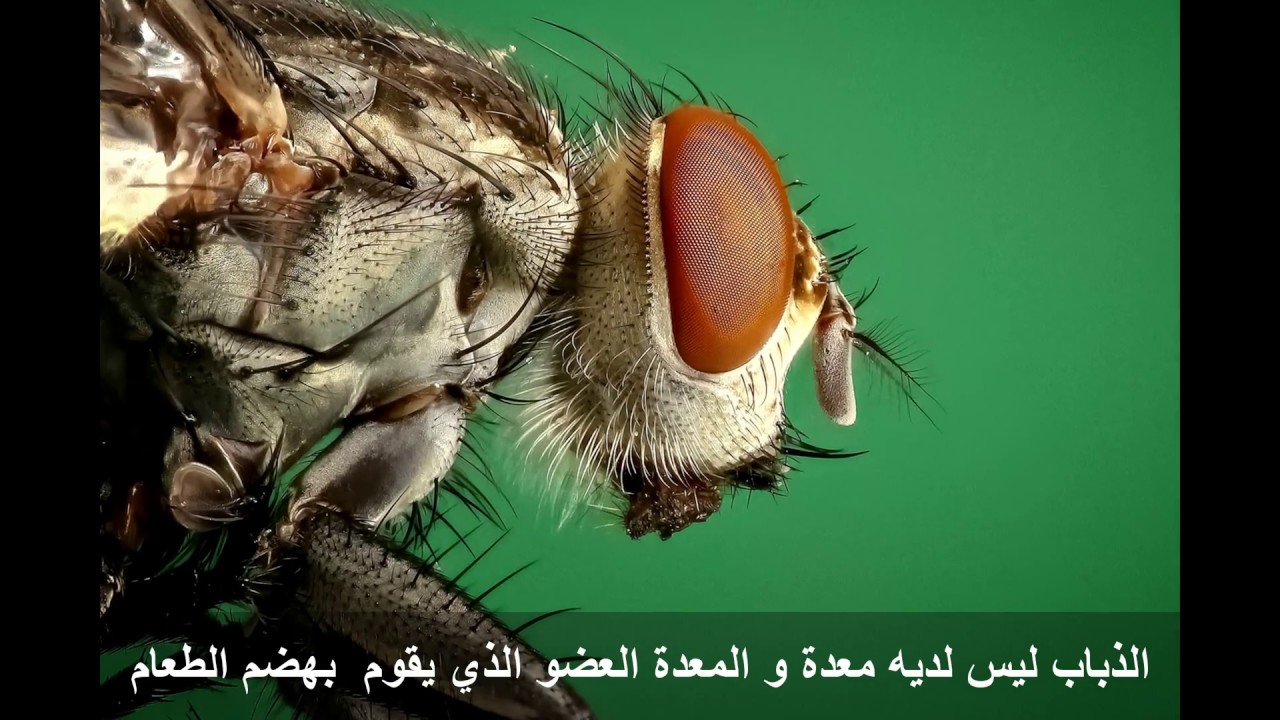 ذبابة المنزل تحت المجهر ! - YouTube