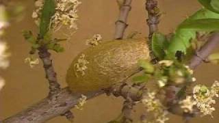 Co Building Saturnia Albofasciata