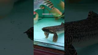 Polypterus Ornatipinnis