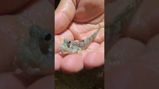 Caping di pulau tak berpenghuni. Banyak binatang di hutannya #camping  #coconutcrab #mudskipper