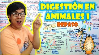 DIGESTION EN ANIMALES (Parte 01) | REPASO