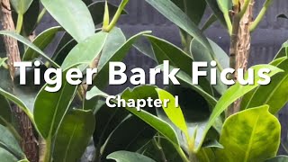 Tiger Bark Ficus PreBonsai    Chapter I       Bald Yeti