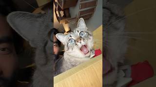 The Funniest Cat Sound Ever Ekekekkekkek