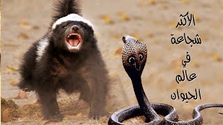 غرير العسل Honey Badger | قاهر الأفاعي والأسود