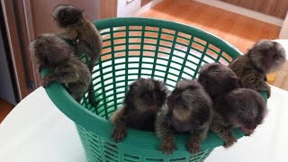 wow ! Amazing cutest tiny marmoset monkey on earth