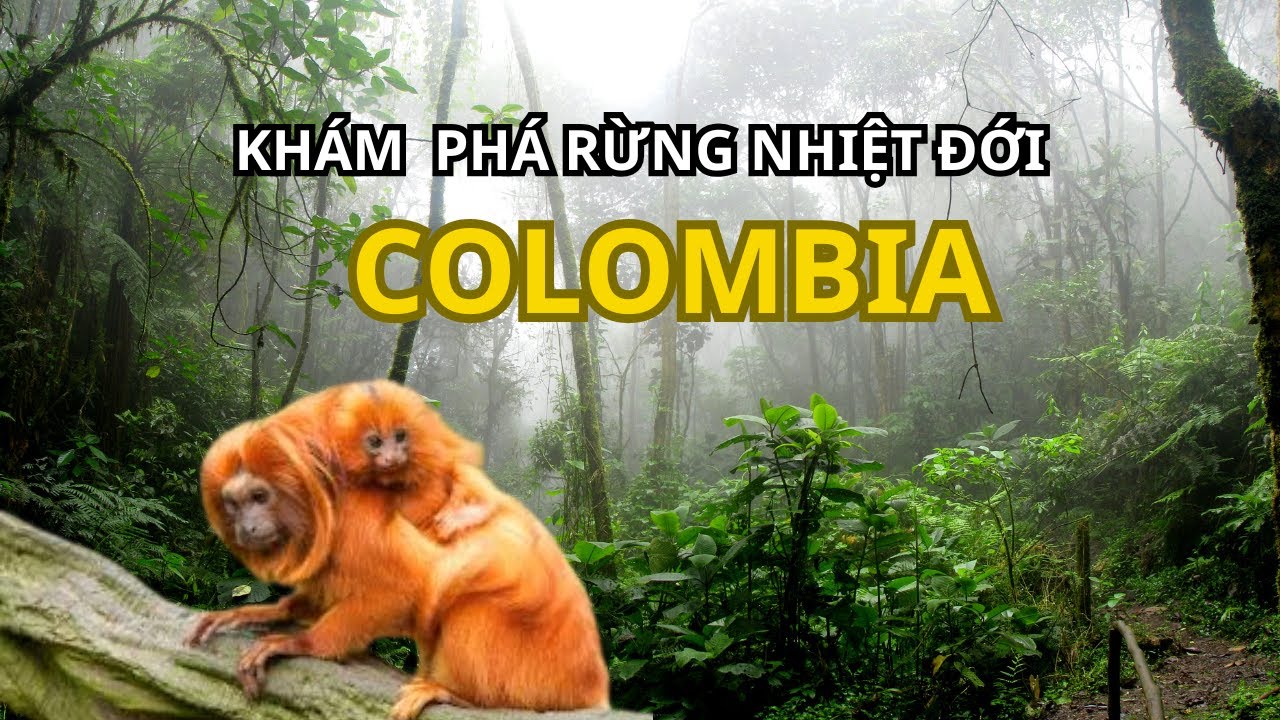 Rừng Mưa Nhiệt Đới Colombia Ẩn Chứa Bí Mật Gì Về Động Vật Hoang Dã ?