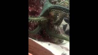 Serpent starfish needs food, badly!
