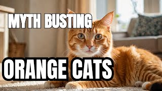 The Real Deal About Orange Cats