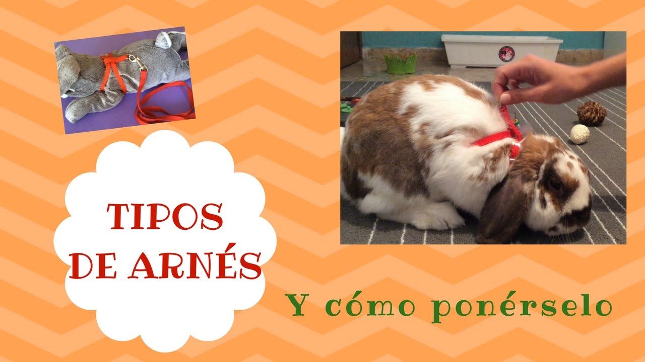 ARNÉS PARA CONEJOS. Cómo se lo pongo a mi conejo