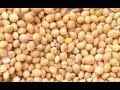 ايلان او ألد خن ملك النشويات احسن من اي حبوب مع د جمال الصقلي Pearl Millet ايلان او ألد خن ملك النشويات احسن من اي حبوب مع د جمال الصقلي Pearl Millet