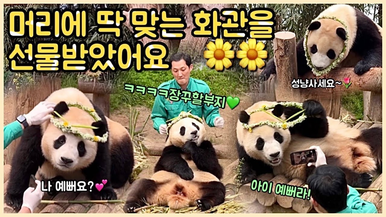 [ep.99] 드디어 푸바오가 머리에 딱 맞는 화관을 선물받았어요🌼/ 집념의 송바오와ㅋㅋㅋ너무 예쁜 푸바오의 웃겨죽는 코미디💕💕/ (feat. 송쿠키)/ 에버랜드 판다월드