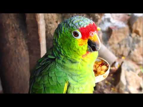 Rosita the green parrot