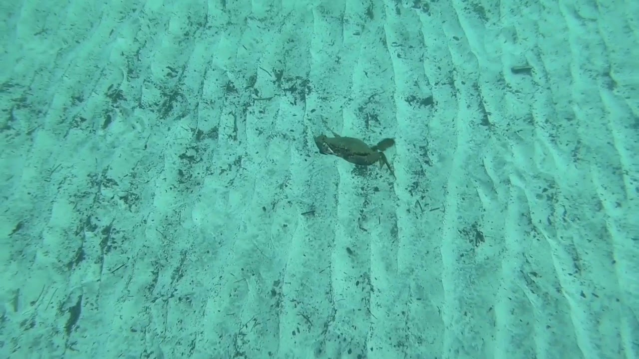 Crab Helicopter full HD YouTube