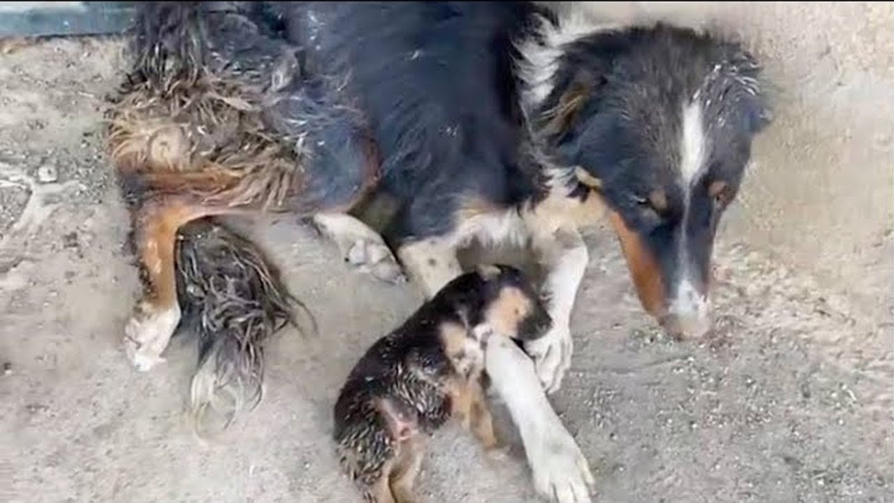 Sick Mama Dog Exhausted, Her Body Full of Maggots But Still Work Hard to Take Care of Her Cubs