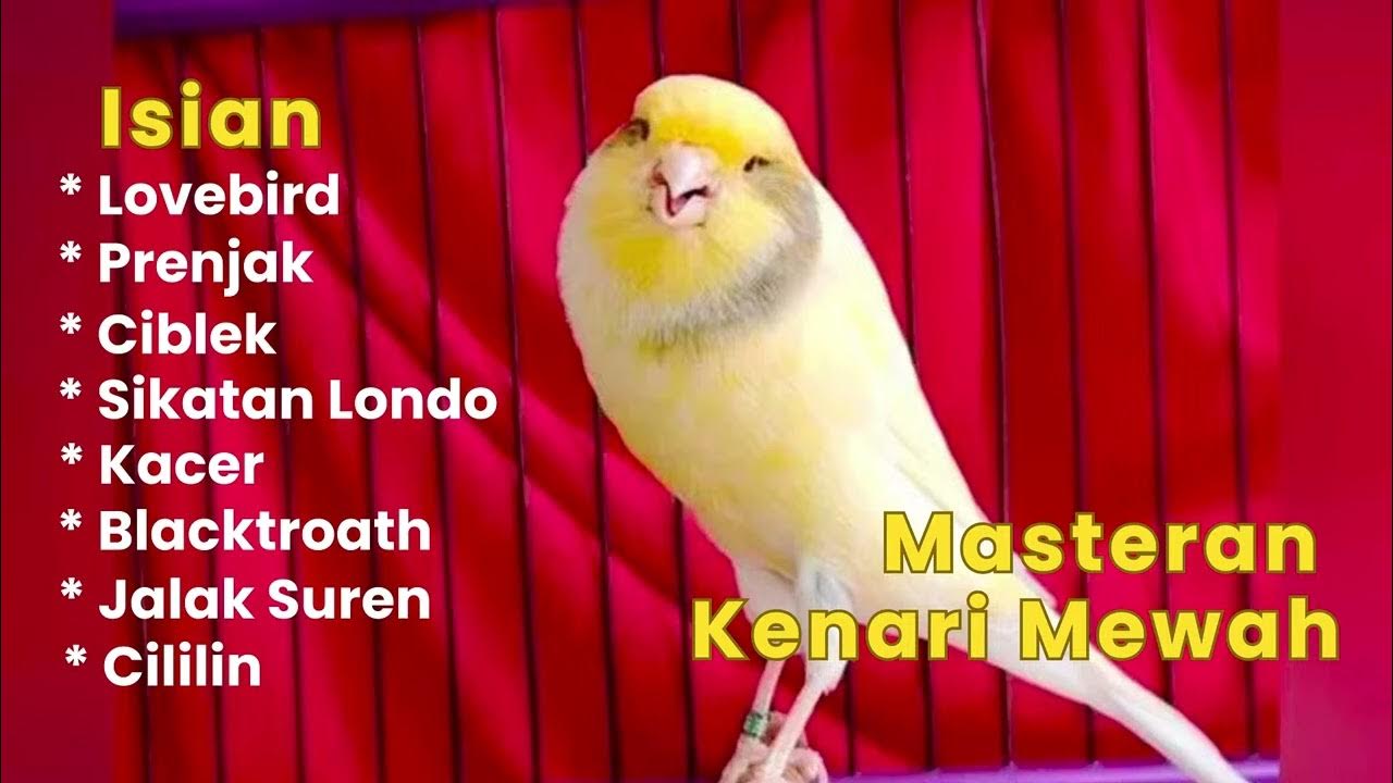 MASTERAN KENARI ISIAN MEWAH MATERI LOMBA MASTERAN KENARI ISIAN MEWAH MATERI LOMBA