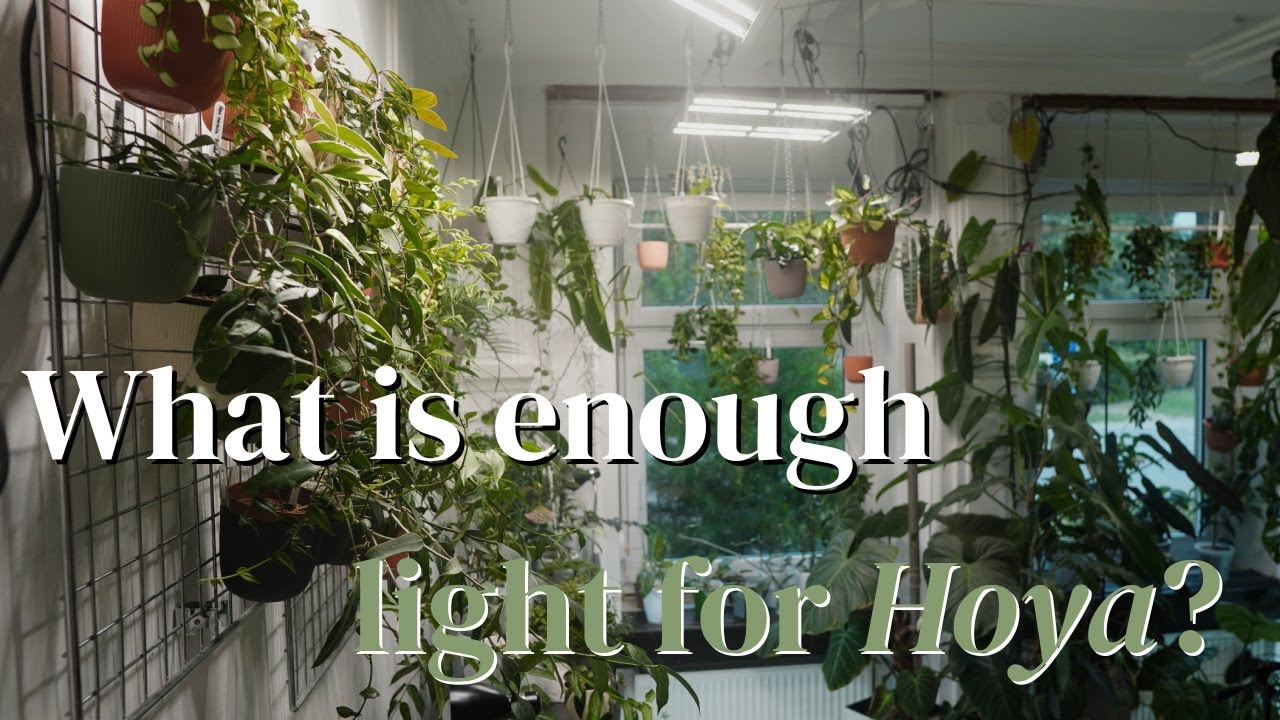 More light equals faster growth. Better light also supports blooms, since blooming is an energy-hungry process.