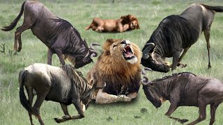 Pain ! Wildebeest Fight Lions Fiercely To Save Their Cubs  Wild Animals