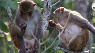 Wild Monkeys Run Amok In Central Florida